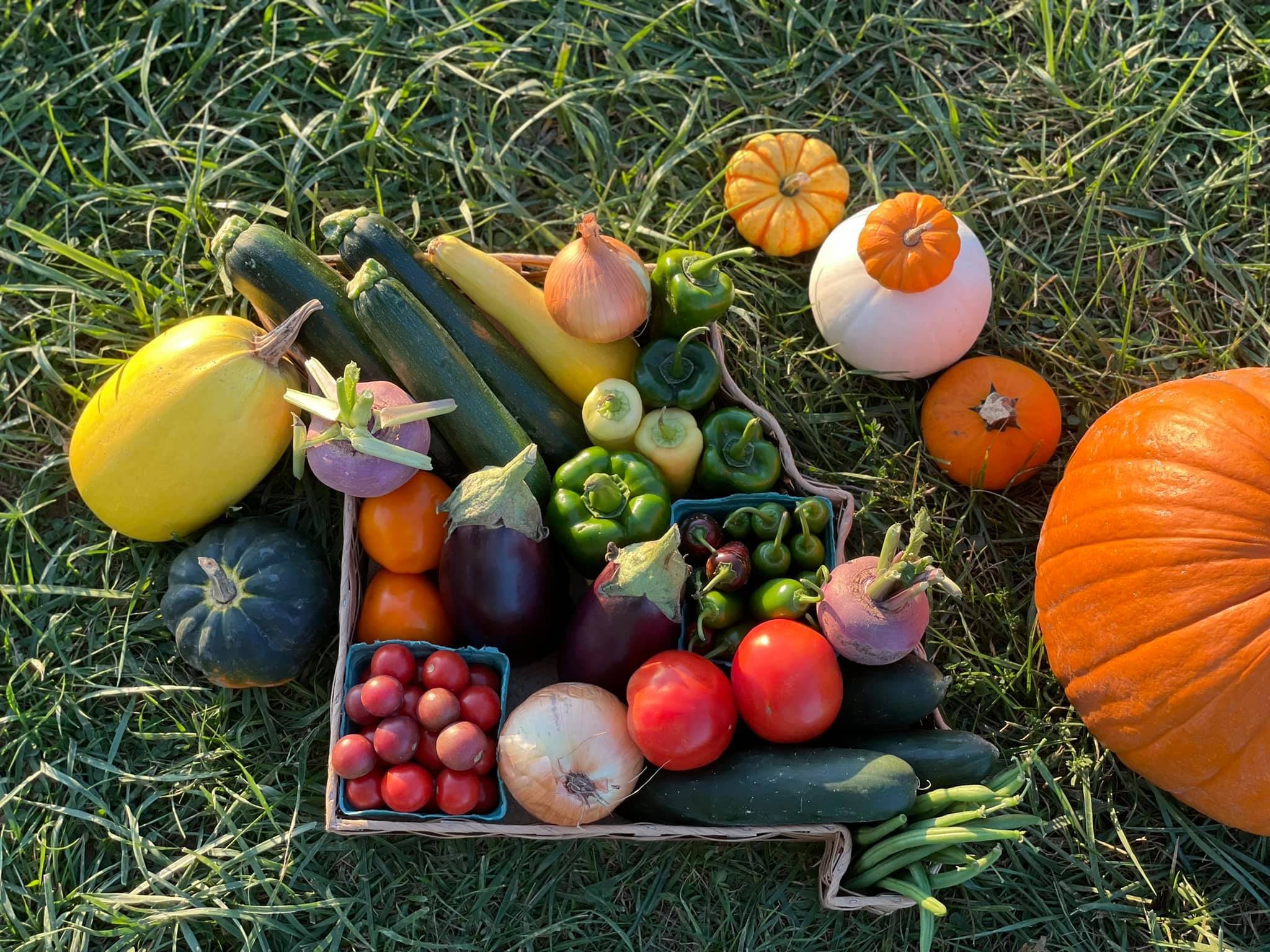 A colorful assortment of fresh vegetables and pumpkins arranged on grass, featuring zucchini, squash, eggplant, bell peppers, tomatoes, and onions, alongside small decorative pumpkins and a large orange pumpkin, showcasing a bountiful harvest.