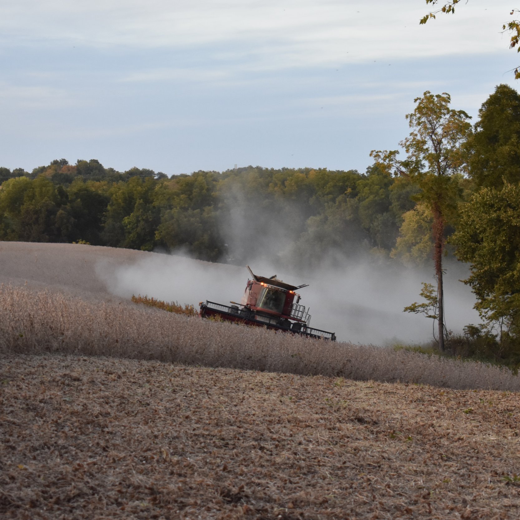 A red combine harvester working in a soybean field, creating dust clouds as it harvests crops under a clear sky with trees in the background.