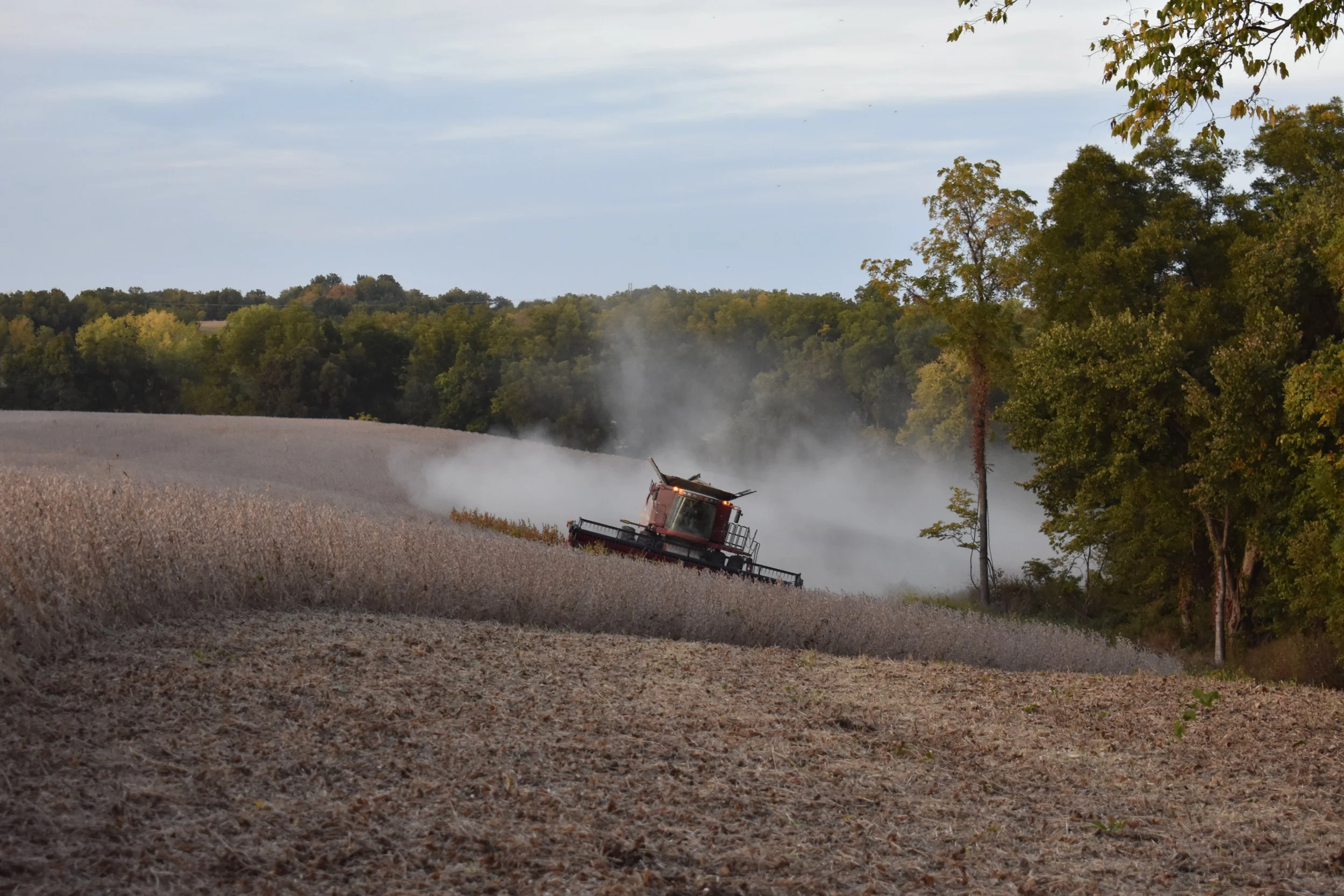 Harvesting equipment working in a soybean field, surrounded by lush trees, with dust rising as the machine moves through the crops under a clear sky.