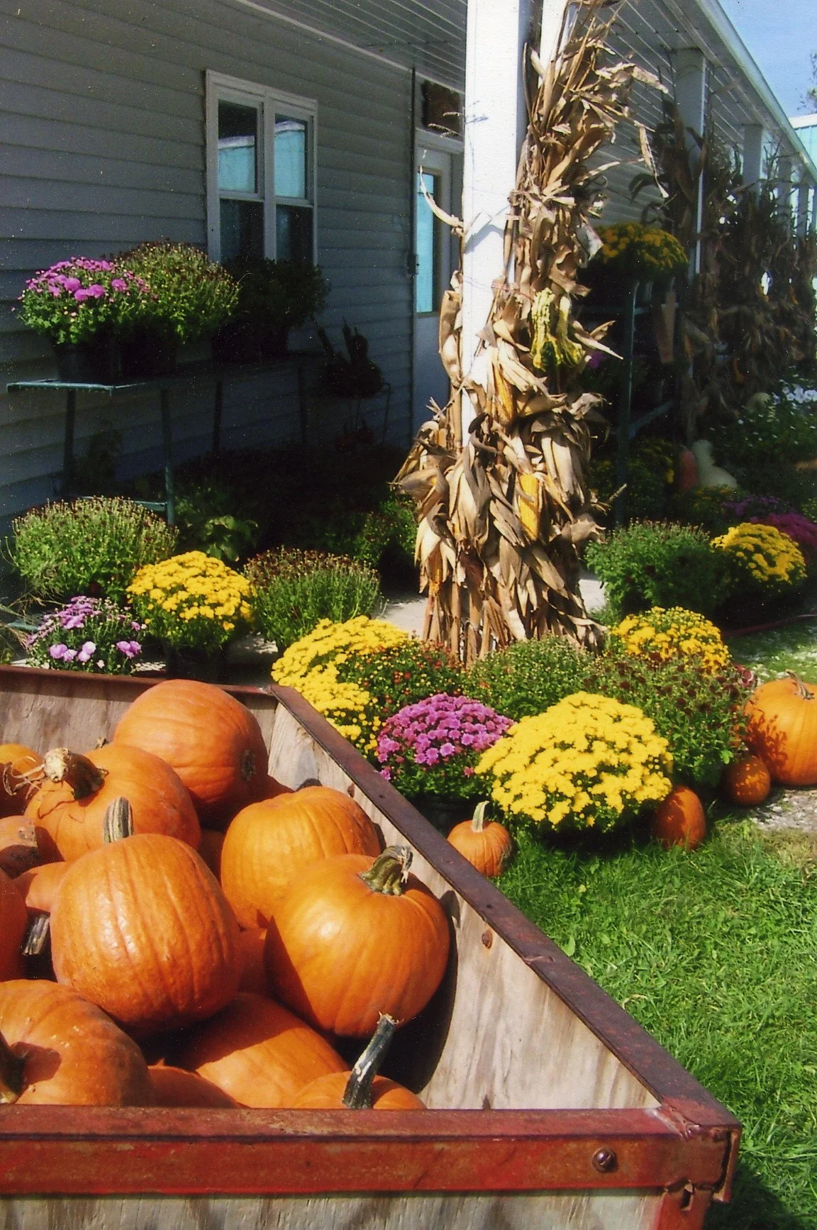 A wooden cart filled with vibrant orange pumpkins sits in front of a house adorned with colorful flower pots, including yellow and purple chrysanthemums, and decorative corn stalks, creating a picturesque autumn scene.