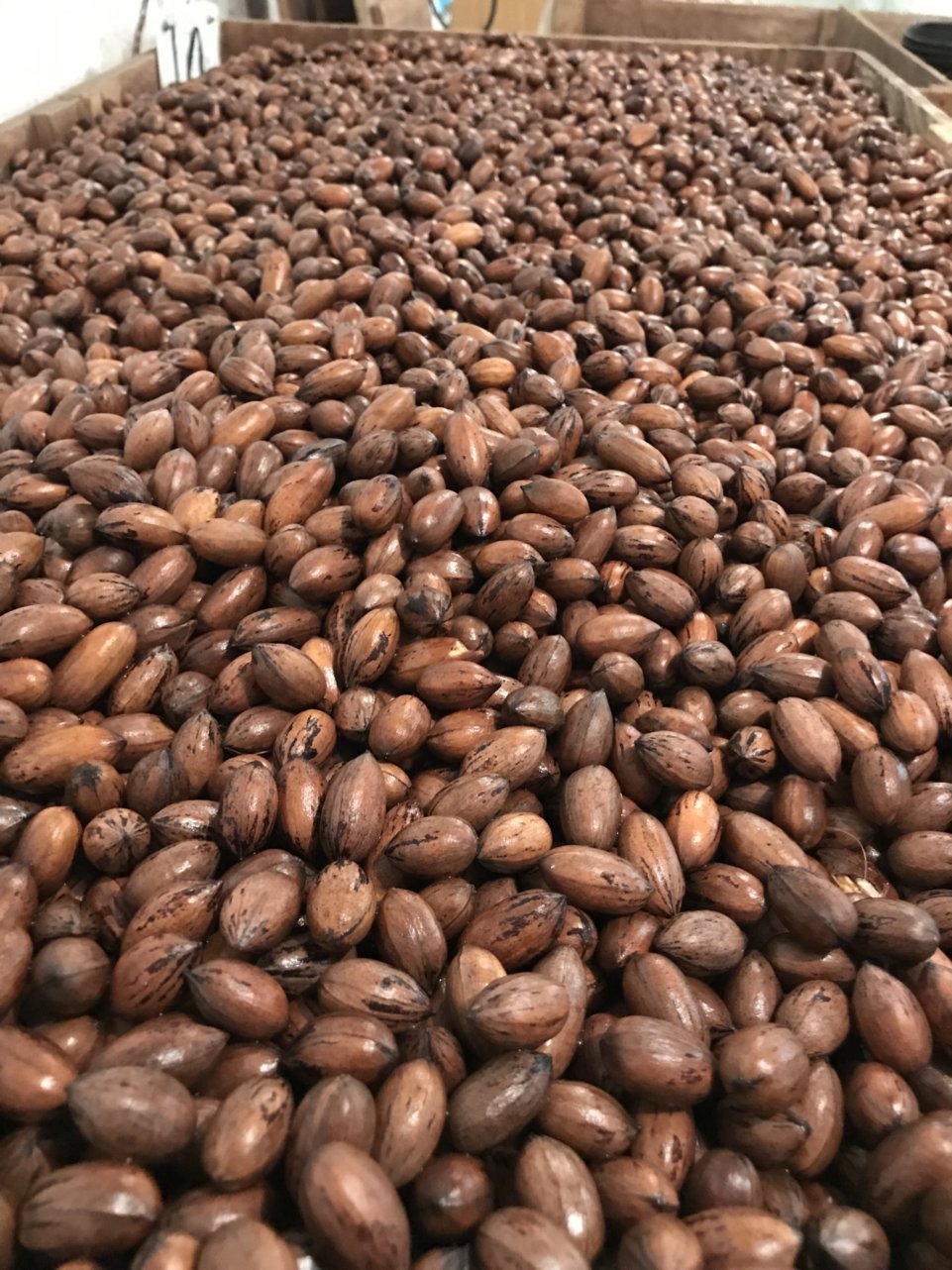 Close-up view of a large pile of brown cocoa beans, showcasing their smooth, glossy shells and varying sizes, ideal for chocolate production and culinary uses.