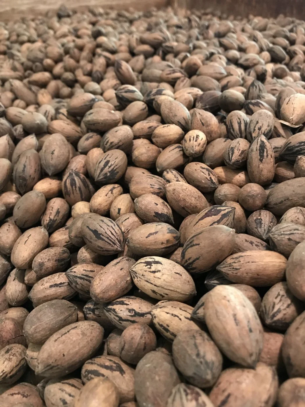 A close-up view of a large pile of pecan nuts in their shells, showcasing the unique striped patterns and textures of the shells, highlighting their natural earthy tones.